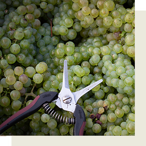 Atelier-degustation-cepages-blancs